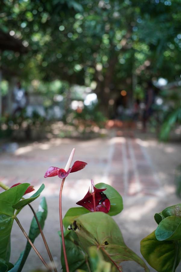 Bed and Breakfast Salty Garden Arugambay à Baie d'Arugam Extérieur photo